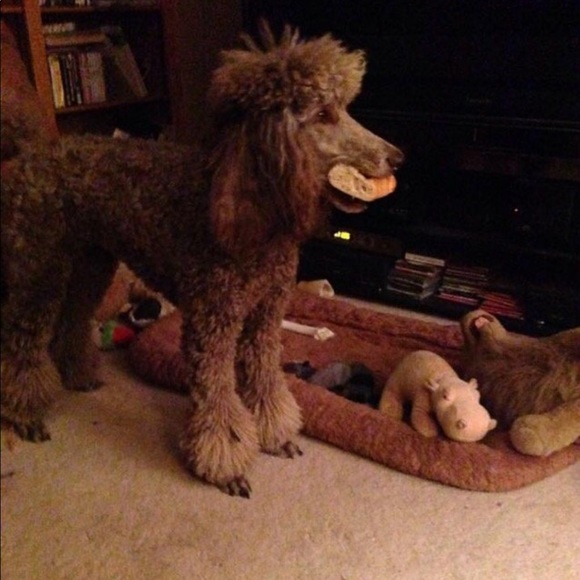 Help  my Mom pay for my broken leg! - Picture 6 of 13